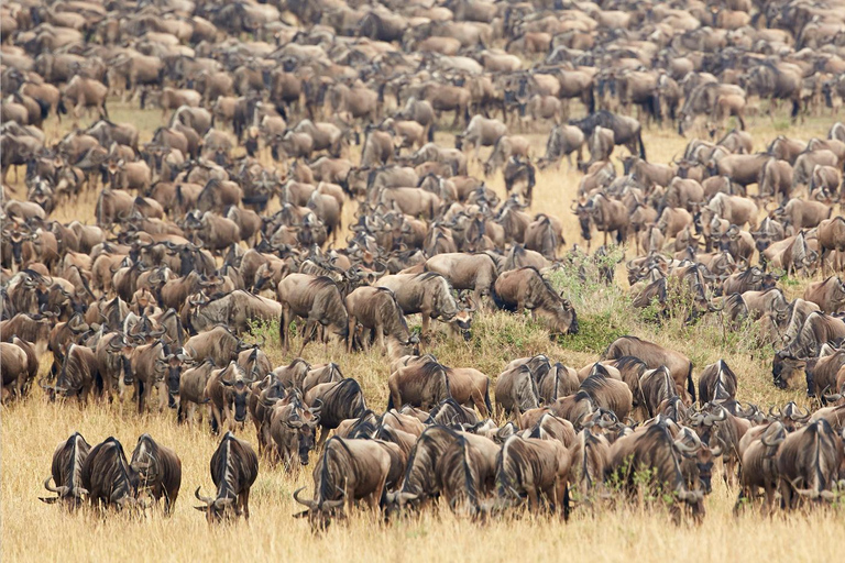 Safari de acampada de 3 días en el Masai Mara en un jeep 4x4 Landcruiser