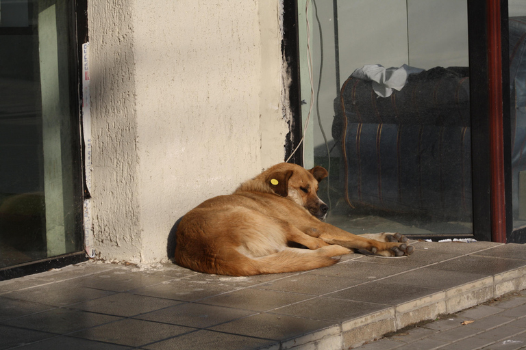 Vanuit Tbilisi: Gori per trein - Stalinmuseum en verborgen parelsPrivé-ervaring