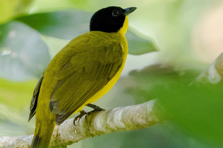 Colombo: Guided wet zone and wetland full day birding tour