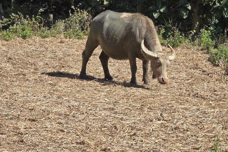 Nong Khiaw: 100 Waterfalls, Nam Ou & Khmu Village Day Tour