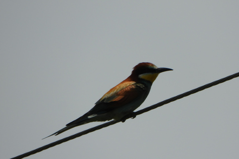 Birdwatching in Albania - Explore Shkodra Lake & Velipoja Birdwatching in Albania - Shkodra Lake & Velipoja Lagoon