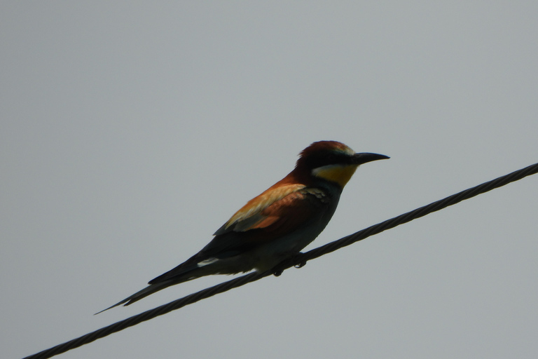 Birdwatching in Albania - Explore Shkodra Lake & Velipoja Birdwatching in Albania - Shkodra Lake & Velipoja Lagoon