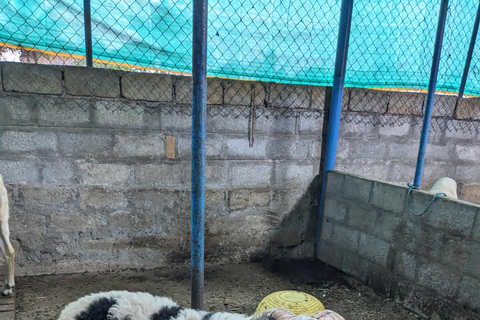 Bangalore: Big Barn Farm Visit with Animal Interactions