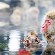 Tokio: excursión de 1 día a Nagano con caligrafía zen y ceremonia del té