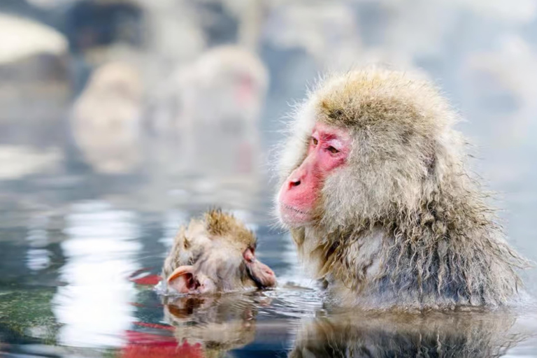 Tokyo: Nagano Day Trip with Zen Calligraphy & Tea Ceremony