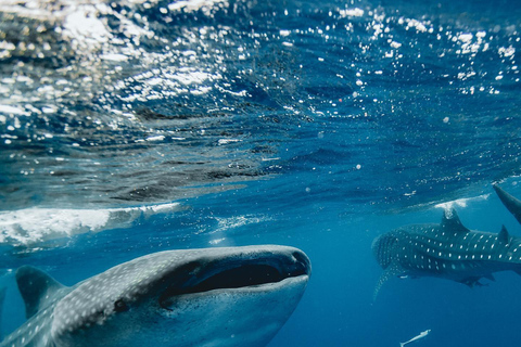 Pływanie z rekinami wielorybimi na safari oceanicznym w cenie wycieczkiWyjazd TYLKO z Isla Mujeres: Wycieczka z pływaniem z rekinami wielorybimi!
