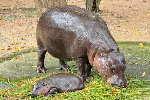 Bangkok naar Moo Deng: privé transfer naar de dierentuin van Khao Kheow