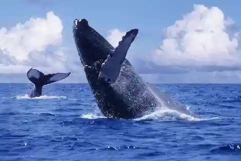 Samana, Ballenas, Cayo Levantado, Paseos a Caballo