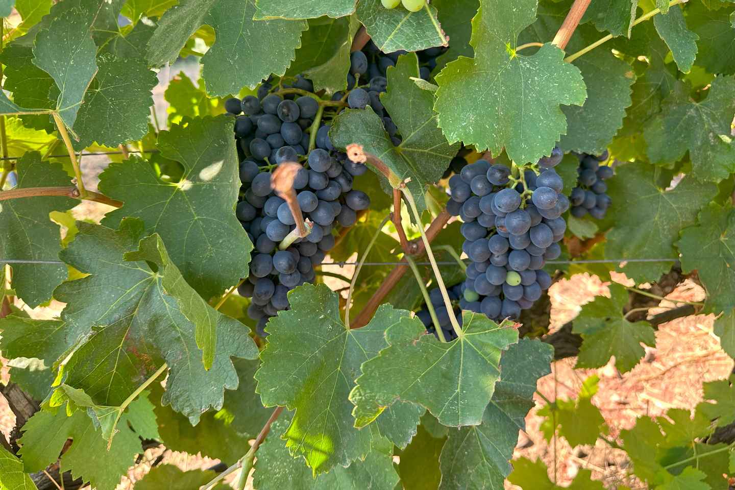 Toscana: tour guidato in bici a Bolgheri con degustazione di vini