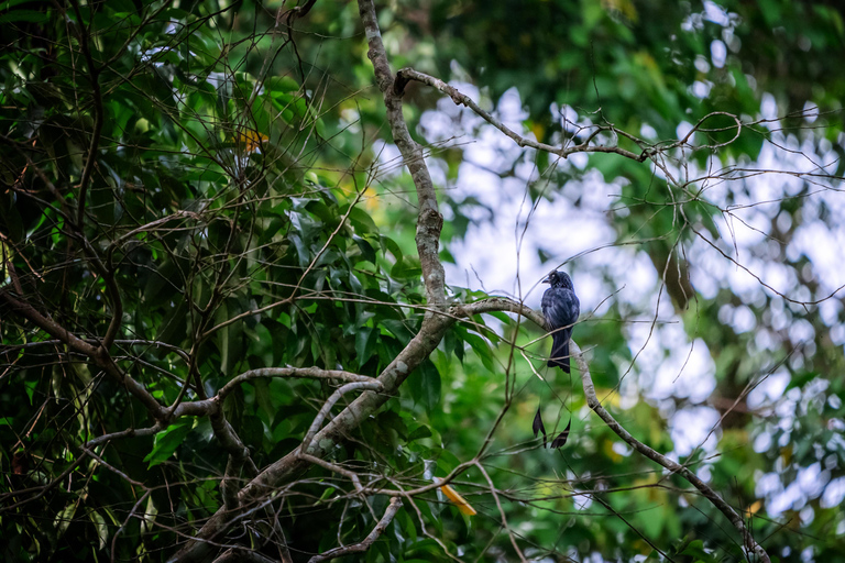 Langkawi: Secrets of the Sanctuary- A Gentle Rainforest Walk