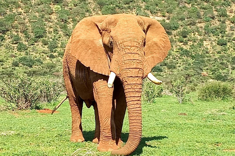 Olifantentocht: 3-daagse kampeerervaring in AmboseliElephant Trail: driedaagse Amboseli-kampeerervaring