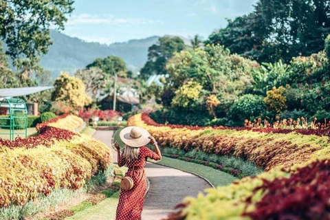 Kandy: Temple of Tooth, Train Ride, & Cave Waterfall Tour