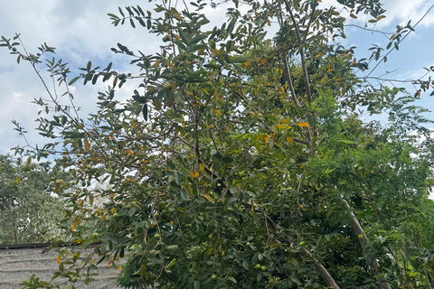 Addis Ababa: 9-Day Coffee Plantation Tour with Lodging