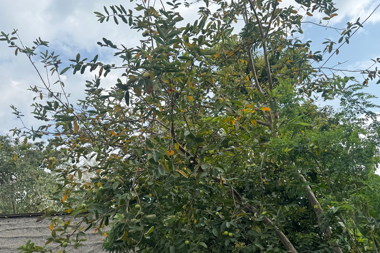 Addis Ababa: 9-Day Coffee Plantation Tour with Lodging