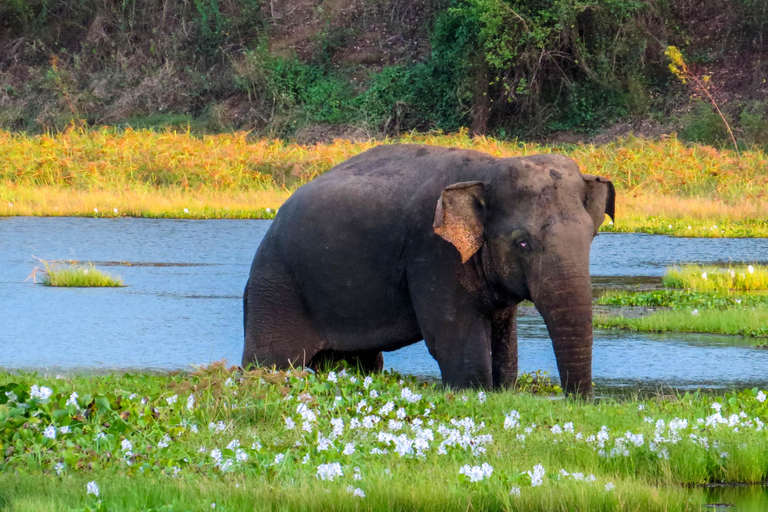 Safari dans le parc national de Yala au départ d&#039;Ella