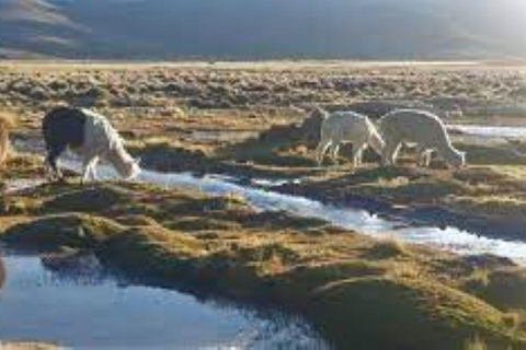 Route Chivay - Puno | Patapampa - wetlands