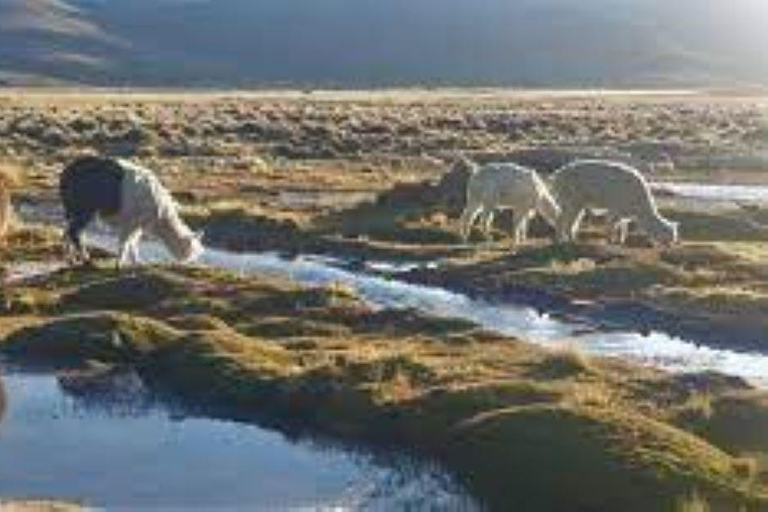 Route Chivay - Puno | Patapampa - wetlands