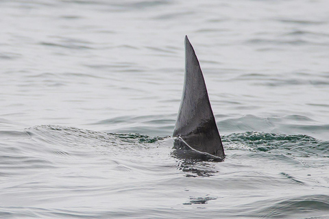 San Pedro: West Harbor LA Dolphin & Whale Watching Cruise