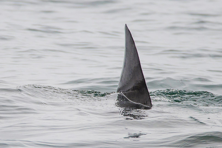 San Pedro: West Harbor LA Dolphin & Whale Watching Cruise