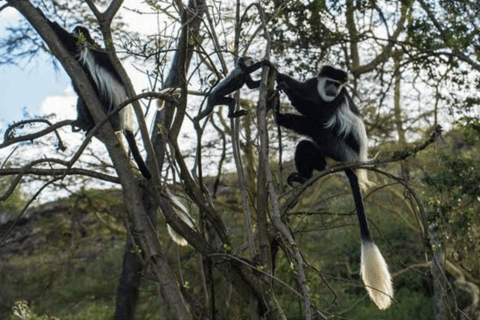 Von Addis Abeba: Tagesausflug zum Menagesha-WaldVon Addis Abeba: Tagesausflug in den Menagesha-Wald