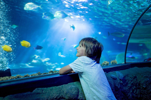 Dusseldorf Family Friendly Highlights & Aquazoo Walking Tour 2-hour: Old Town Highlights Tour