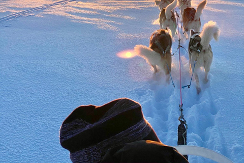 Island-Husky-Tour – Fahrt- und Kuschel-ErlebnisIsland: Husky-Schlittenfahrt und Kuschelerlebnis