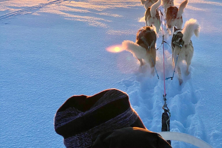 Island-Husky-Tour – Fahrt- und Kuschel-ErlebnisIsland: Husky-Schlittenfahrt und Kuschelerlebnis