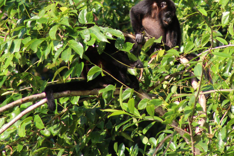 From SanJosé: 3-Day Tortuguero National Park Tour with Meals