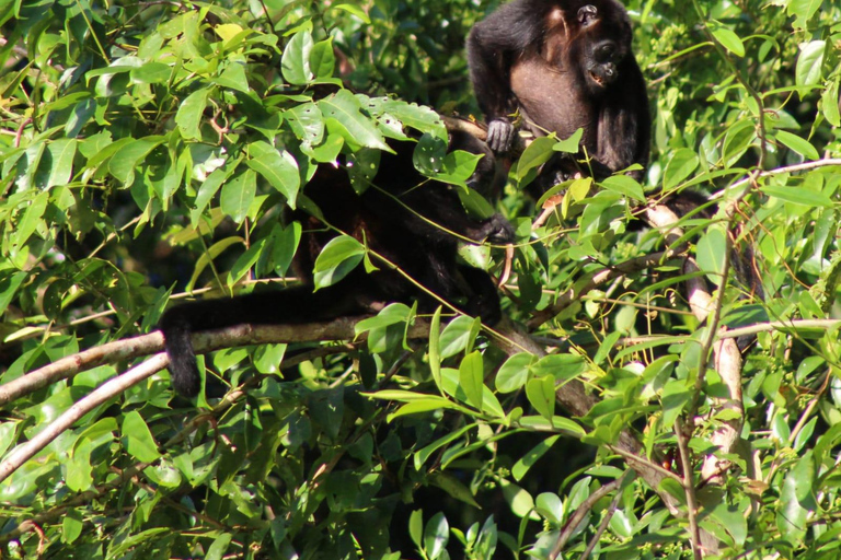 From SanJosé: 3-Day Tortuguero National Park Tour with Meals