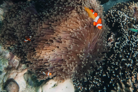 Från Khao Lak: Surin Islands snorklingstur med motorbåt