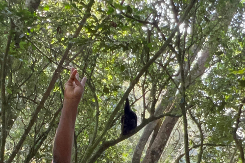 Excursión de un día al Lago Bunyonyi - Bosque de Kalinzu - Senderismo de Chimpancés