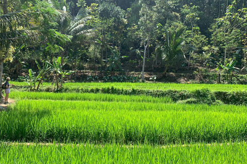 Yogyakarta: Merapi Jeep &amp; Selo Griyo Javanesiska risterrasser