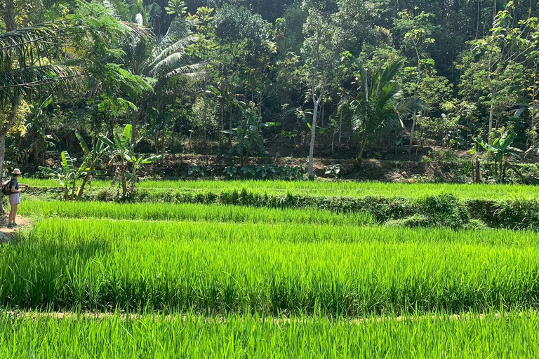 Yogyakarta: Merapi Jeep &amp; Selo Griyo Javanesiska risterrasser