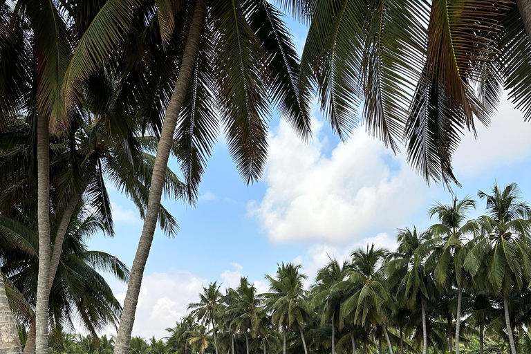 Elite Privé Dagvullende Tour - Salalah Belangrijkste Attracties