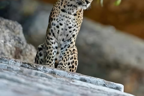 贾瓦伊：猎豹巡游与野生动物探秘之旅贾瓦伊：豹猎游与野生动物体验