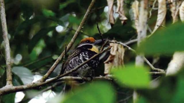Leticia: Amazon Birdwatching Tour with Indigenous Lunch