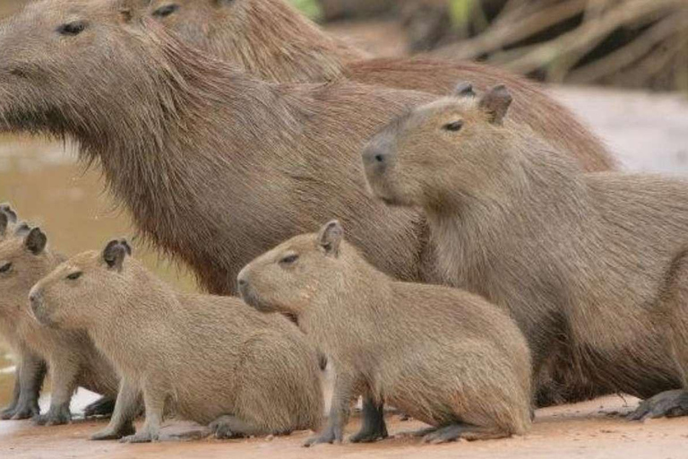 Puerto Maldonado: Tambopata River Sunset Boat Tour