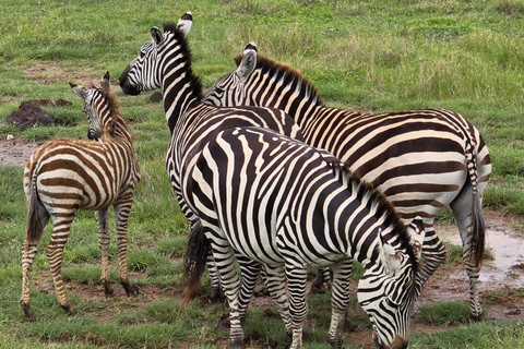 Kampala: 2-Day Lake Mburo National Park Safari Tour