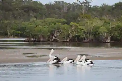 Noosa : Croisière petit-déjeuner sur la rivière