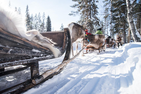 Kuusamo: Reindeer Sleigh Ride in Kujalan Porotila Evening Sleigh Ride