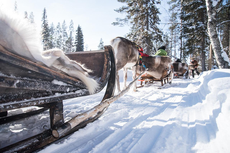 Kuusamo: Reindeer Sleigh Ride in Kujalan Porotila Evening Sleigh Ride