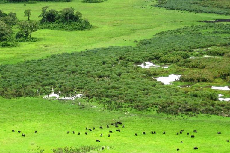 Arusha: Guidad tur i nationalparken med game drive och lunch