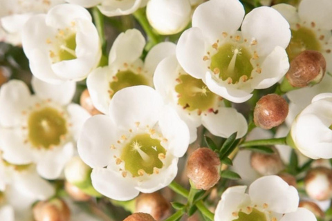 Follow the wildflower trail from Perth to New Norcia