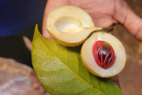 Zanzibar: Stone Town, fattoria delle spezie e tour della foresta di Jozani