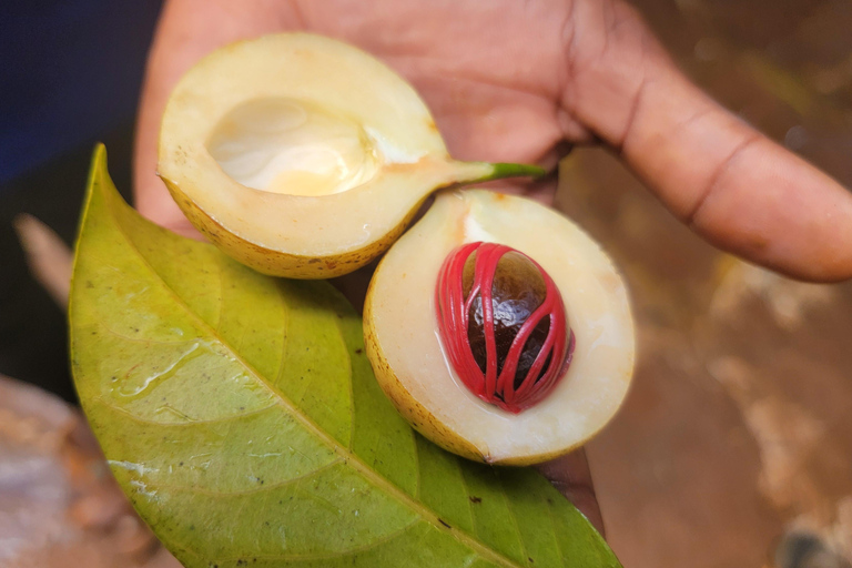 Zanzibar: Stone Town, fattoria delle spezie e tour della foresta di Jozani