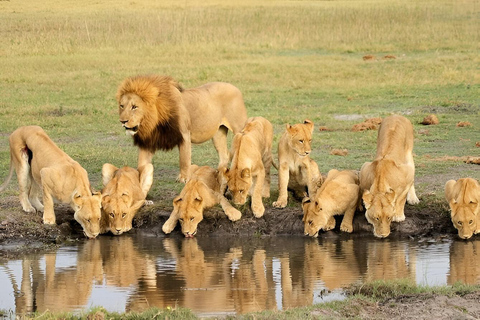 Tanzanie : Safari dans les parcs du Serengeti, du Ngorongoro et du Tarangire