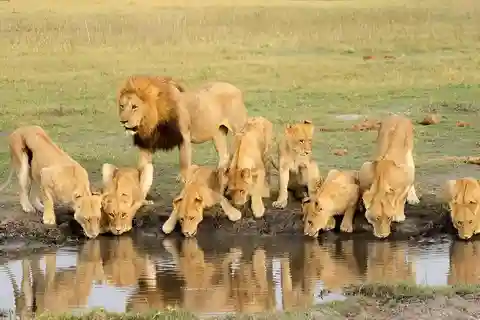 Arusha : Lake Manyara National Park 1-Day Safari