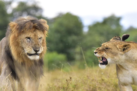 Nairobi: Ol Pejeta Conservancy en Mount Kenya Safari