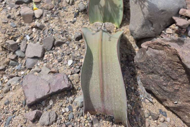 Cape Cross, Seals and River Desert Nature Tour [New Route]