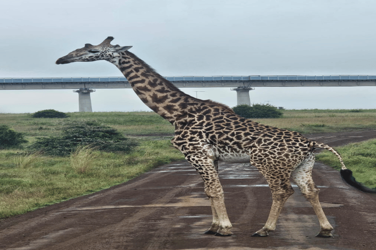 Tour di un giorno del Parco Nazionale di Nairobi e del Centro delle Giraffe